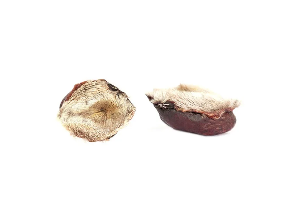 [QnA] 공진단에 사향을 꼭 써야하나요?