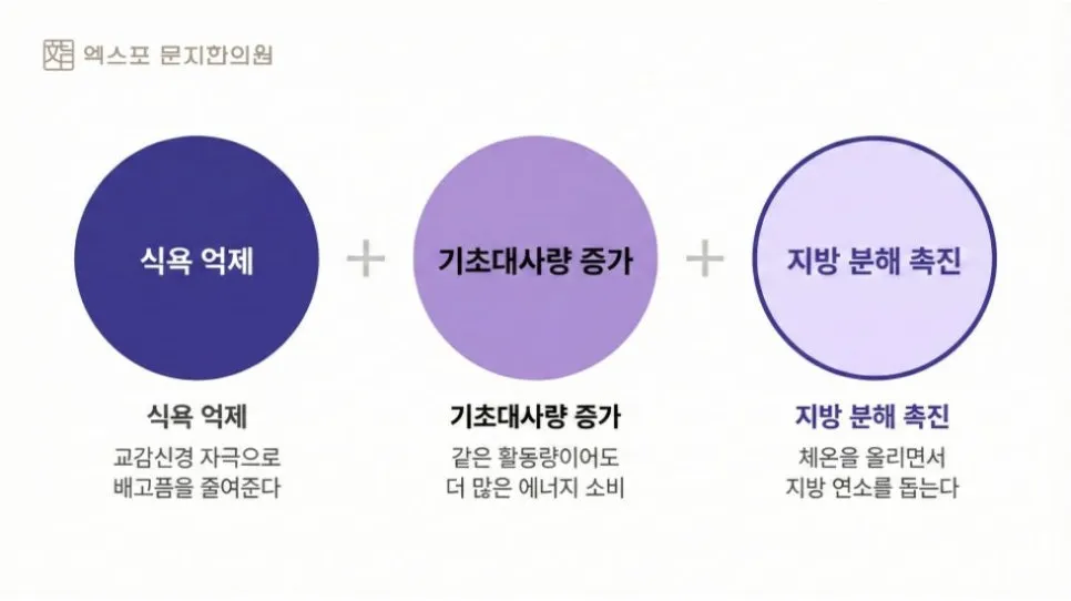 유성구 다이어트 한약 처방 전 필독! 이현진 원장이 알려주는 안전한 다이어트 한약 복용법