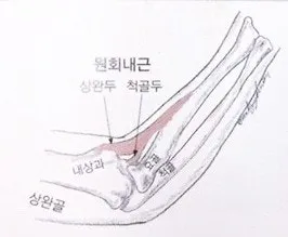 [보고 만지는 근육] 원회내근(원엎침근). Pronator Teres