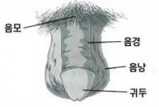 발기능력 지수체크,발기되는 원리,정력강화 한약!!한방정력제