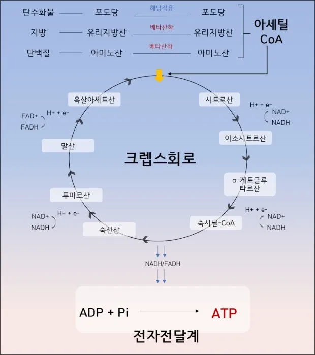 한약은 정말 간을 나쁘게 할까? 간의 해독작용(군산 명작한의원)