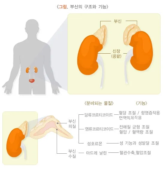 한포진, 습진 치료에 사용하는 스테로이드에 대해 알아봅시다. (군산 명작한의원)